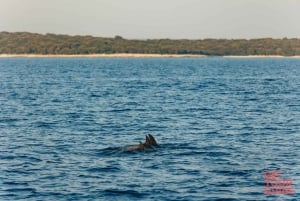 Pula: Dolphin&Sunset Cruise in Brijuni with Dinner&Drinks