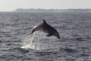 Pula: Dolphin&Sunset Cruise in Brijuni with Dinner&Drinks