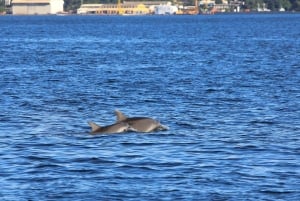 Pula: Dolphin&Sunset Cruise in Brijuni with Dinner&Drinks