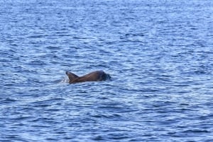 Pula: Dolphin&Sunset Cruise in Brijuni with Dinner&Drinks