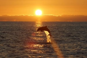 Pula: Dolphin-Sunset tour NP Brijuni with Dinner & Drinks +