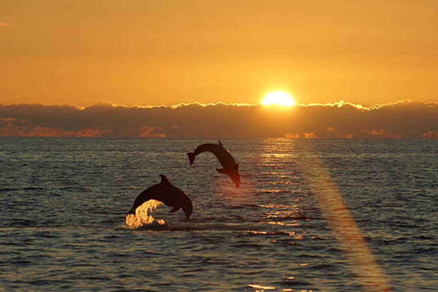 Pula: Passeio de barco para observação de golfinhos ao pôr do sol em N.P. Brijuni