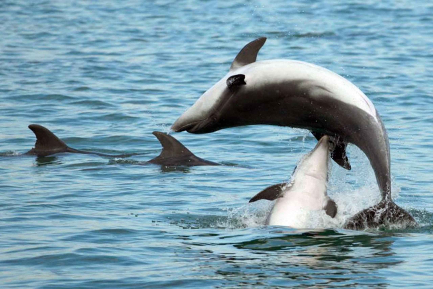 Excursión en barco para avistar delfines en Pula