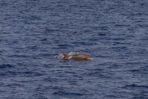 Pula: Dolphin Watching Sunset Cruise with Dinner & Drinks