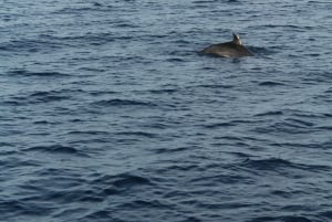 Pula : Dolphin Watching & Sunset Cruise with Dinner & Drinks