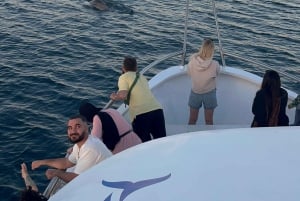 Pula : Dolphin Watching & Sunset Cruise with Dinner & Drinks