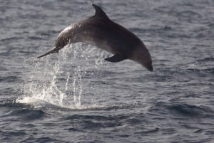 Pula : Dolphin Watching & Sunset Cruise with Dinner & Drinks