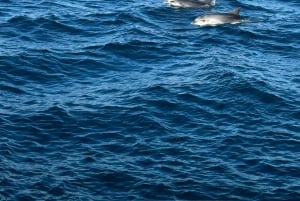 Pula : Dolphin Watching & Sunset Cruise with Dinner & Drinks