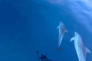Pula : Dolphin Watching & Sunset Cruise with Dinner & Drinks