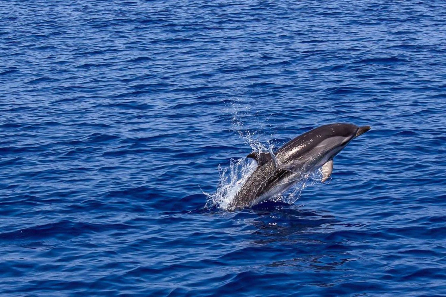 Pula: Dolphin Watching Sunset Cruise with Dinner & Drinks