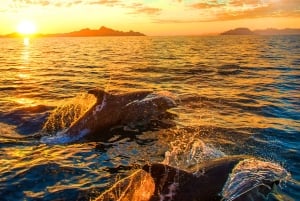 Pula: Dolphins Watching & Wildlife Cruise with all inclusive