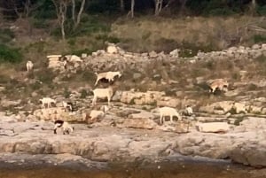 Pula: Dolphins Watching & Wildlife Cruise with all inclusive