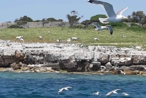 Pula: Dolphins Watching & Wildlife Cruise with all inclusive