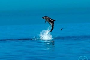 Pula: Dolphins Watching & Wildlife Cruise with all inclusive