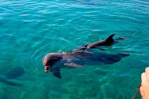 Pula: Dolphins Watching & Wildlife Cruise with all inclusive
