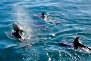 Pula: Dolphins Watching & Wildlife Cruise with all inclusive