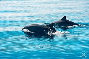 Pula: Dolphins Watching & Wildlife Cruise with all inclusive