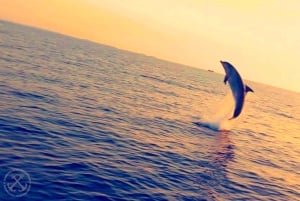 Pula: Dolphins Watching & Wildlife Cruise with all inclusive