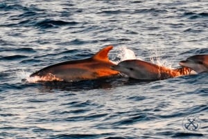Pula: Dolphins Watching & Wildlife Cruise with all inclusive