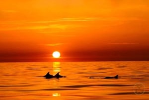 Pula: Dolphins Watching & Wildlife Cruise with all inclusive