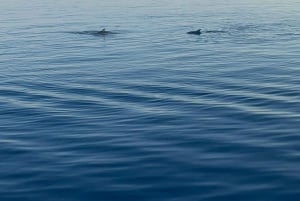 Pula: Eksklusiivinen delfiini- ja auringonlaskuristeily illallisella ja juomilla.