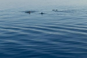 Pula: Eksklusiivinen delfiini- ja auringonlaskuristeily illallisella ja juomilla.