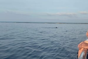 Pula: Eksklusivt delfin- og solnedgangscruise med middag og drinker