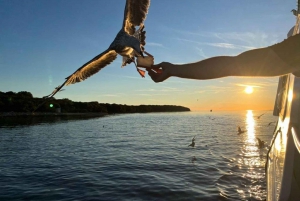 Pula: avistamiento de delfines en Brijuni al atardecer, cena y bebidas