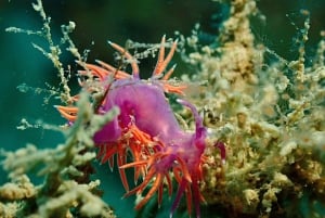 Pula : Introduction à la plongée sous-marine