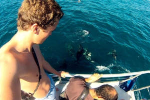 Pula: Island Visit National Park Brijuni & Dolphin Cruise
