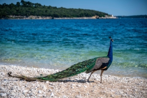 Pula: Parque Nacional de Brijuni/2 paradas para nadar/almuerzo/bebidas