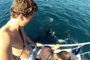 Pula: National Park Brijuni Dolphin Cruise with Dinner