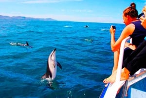 Pula: Nationalpark Brijuni Dolphin Cruise med middag