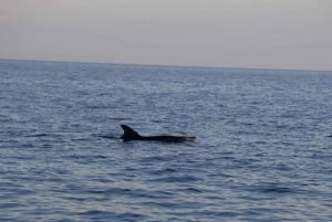 Pula: Brijunin kansallispuiston delfiiniristeily ja illallinen