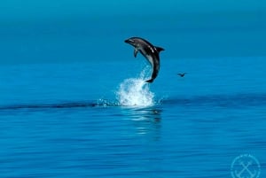 Parco nazionale di Brioni: crociera di osservazione dei delfini con cena da Pola