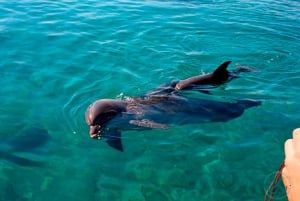Pula: Crucero con Delfines por el Parque Nacional de Brijuni con Cena