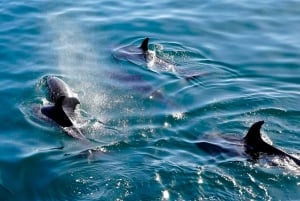 Parco nazionale di Brioni: crociera di osservazione dei delfini con cena da Pola