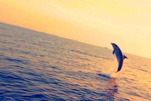 Pula: National Park Brijuni Dolphin Cruise with Dinner