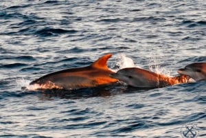 Pula: Nasjonalpark Brijuni Dolphin Cruise med middag