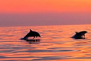 Pula: Nasjonalpark Brijuni Dolphin Cruise med middag