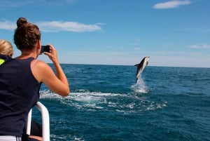 Pula: Natural Dolphin Watching Experience with Dinner