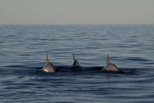 Pula: Sailing into Sunset - Brijuni Views, Drinks & Romance