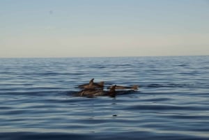 Pula: Sailing into Sunset - Brijuni Views, Drinks & Romance