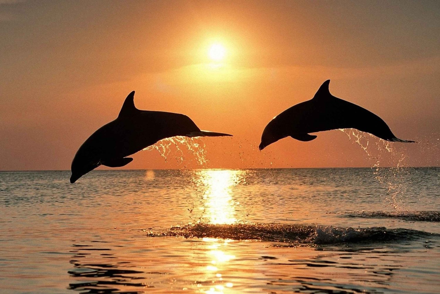 Pula : Croisière exclusive pour les dauphins et le coucher du soleil avec dîner et boissons