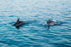 Pula: Eksklusivt delfin- og solnedgangskrydstogt med middag og drinks