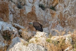 Punat-Krk, cruzeiro e mergulho na Praia Dourada e na Caverna Azul.