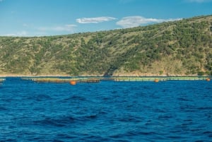 Punat-Krk, cruzeiro e mergulho na Praia Dourada e na Caverna Azul.