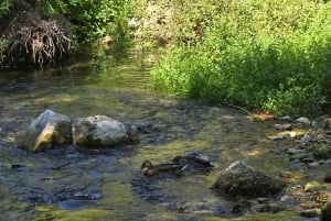SPLIT: wycieczka panoramiczna po Podstranie na pojeździe ATV i konie