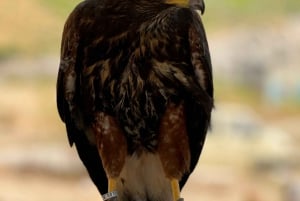 SPLIT: wycieczka panoramiczna po Podstranie na pojeździe ATV i konie