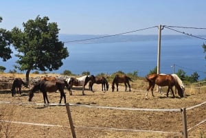 SPLIT: wycieczka panoramiczna po Podstranie na pojeździe ATV i konie